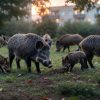 Vadállatok a betondzsungelben: Élhetünk-e együtt?