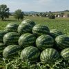 Indul a hazai dinnyeszezon a LIDL kínálatában